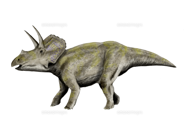 Eotriceratops Dinosaur の写真素材 イラスト素材 アマナイメージズ