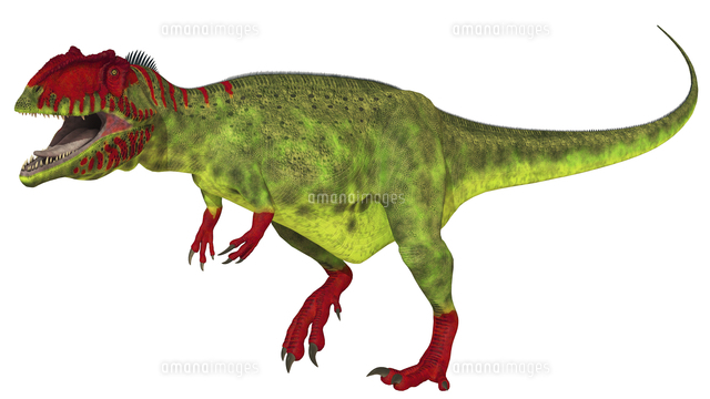 Giganotosaurus Dinosaur On White Background の写真素材 イラスト 素材 アマナイメージズ