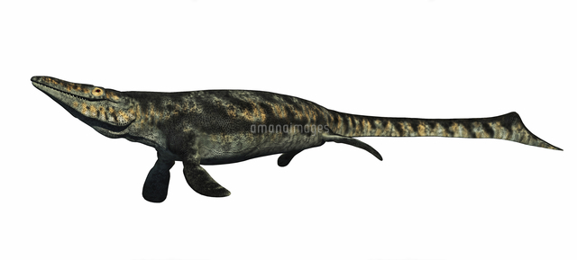 Tylosaurus Aquatic Reptile From The Cretaceous Period の写真素材 イラスト素材 アマナイメージズ