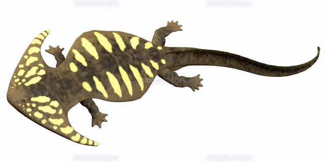 日本画で描くディプロカウルス　古生物　ペルム紀　両生類　水彩画　岩絵具　水干絵具 日本画で描くディプロカウルス 古生物 ペルム紀 両生類 水彩画