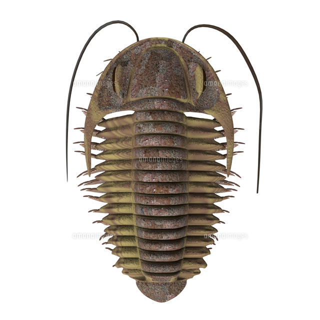 Ptychoparia trilobite.[11079028400]の写真・イラスト素材｜アマナ