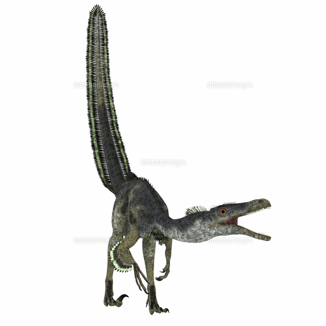 Velociraptor On White Background の写真素材 イラスト素材 アマナイメージズ