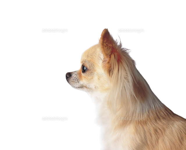 チワワ横 の写真素材 イラスト素材 アマナイメージズ