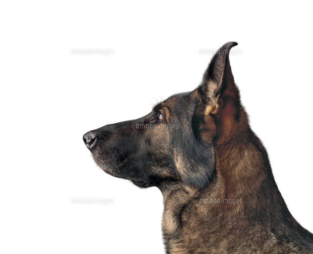 ジャーマンシェパードドッグ横 の写真素材 イラスト素材 アマナイメージズ