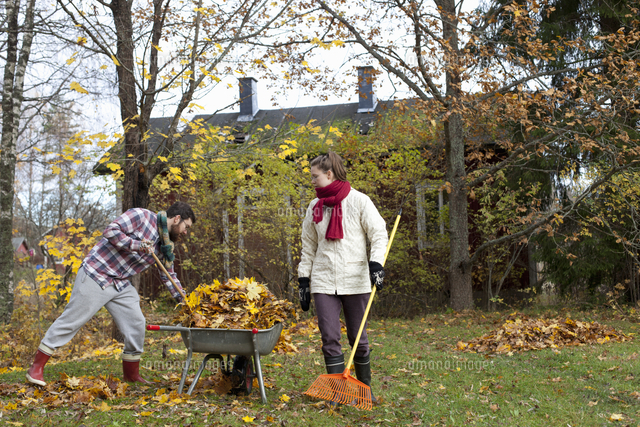 Couple raking leaves in a wheelbarrow[11090027785]の写真素材・イラスト素材｜アマナイメージズ