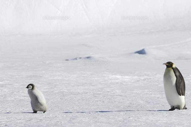 An Adult Emperor Penguin Watching Over A Baby Chick の写真素材 イラスト 素材 アマナイメージズ An Adult Emperor Penguin Watching Over A Baby Chick の写真素材 イラスト 素材 アマナイメージズ