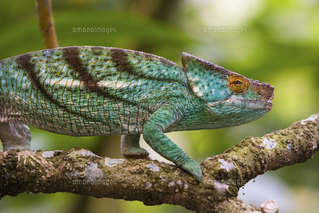 Parson S Chameleon Madagascar の写真素材 イラスト素材 アマナイメージズ