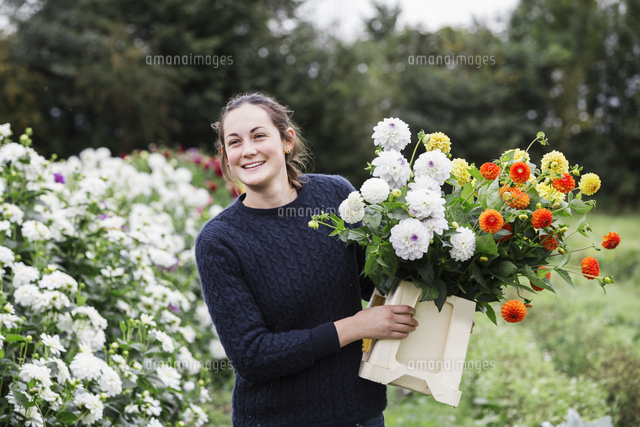 A Woman Working In An Organic Flower Nursery Cutting Flowers For Flower Arrangements And Commercial の写真素材 イラスト素材 アマナイメージズ