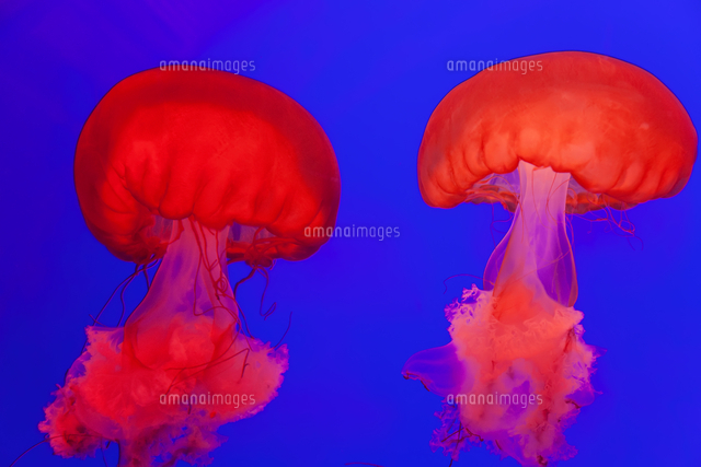 Bright Red Pacific Sea Nettle Jellyfish In An Aquarium Bright Blue Background の写真素材 イラスト素材 アマナイメージズ