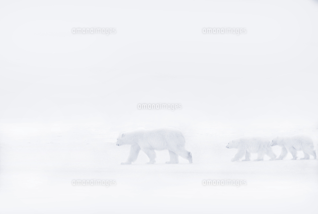 Polar Bear Walking With Her Two Cubs In The Snow の写真素材 イラスト 素材 アマナイメージズ Polar Bear Walking With Her Two Cubs In The Snow の写真素材 イラスト 素材 アマナイメージズ