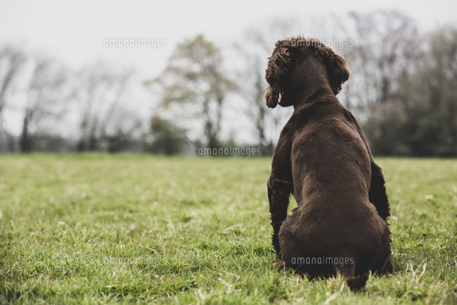 Rear view of Brown Spaniel dog sitting in a field.[11093030159]の写真素材 ...