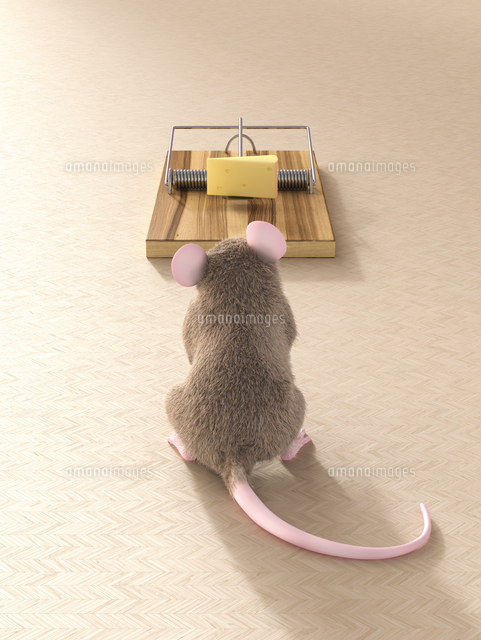 Mouse Looking At Piece Of Cheese In Mouse Trap の写真素材 イラスト 素材 アマナイメージズ