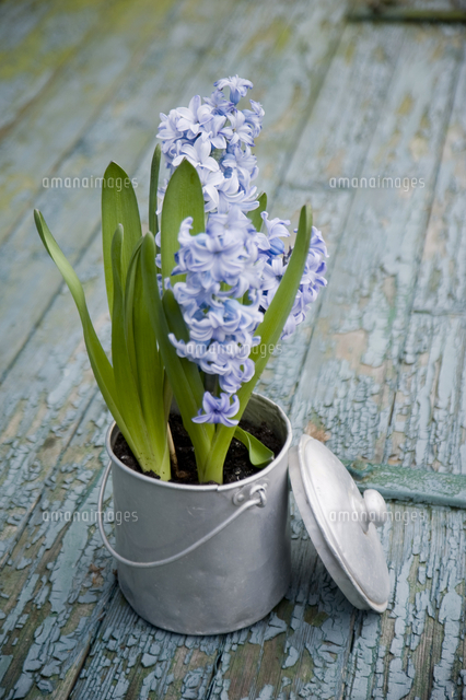 Flower Decoration Hyacinth In Metal Pot の写真素材 イラスト素材 アマナイメージズ