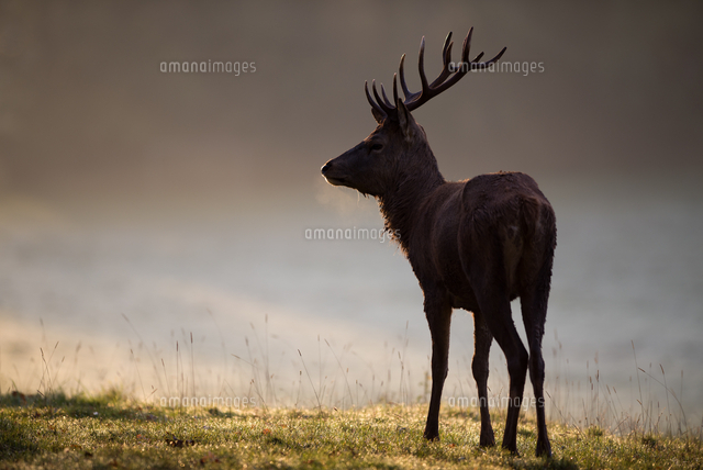 England Red Deer Cervus Elaphus の写真素材 イラスト素材 アマナイメージズ England Red Deer Cervus Elaphus の写真素材 イラスト素材 アマナイメージズ