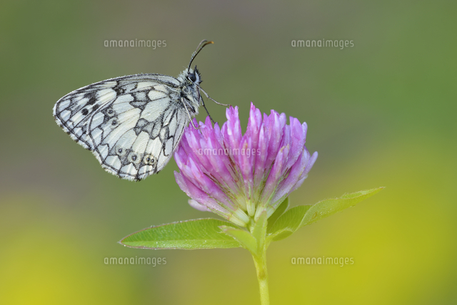 Marbled White, Melanargia galathea sitting on red clover, Tr ...
