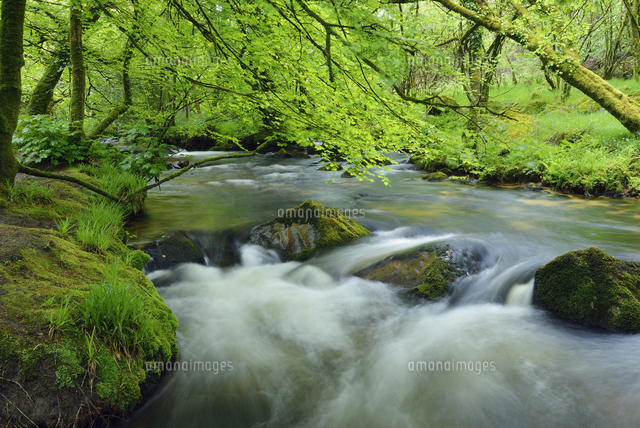 United Kingdom, England, Cornwall, Liskeard, River Fowey, Go ...