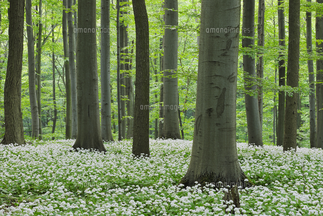 Germany, Thuringia, Hainich National Park, view of blossomin ...