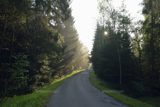 Empty country road through forest at twilight on misty day[11094059756 ...
