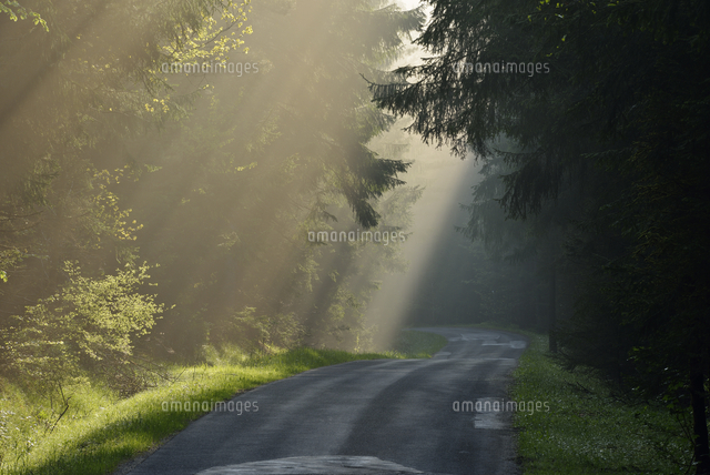 Empty country road through forest at twilight on misty day[11094059757 ...