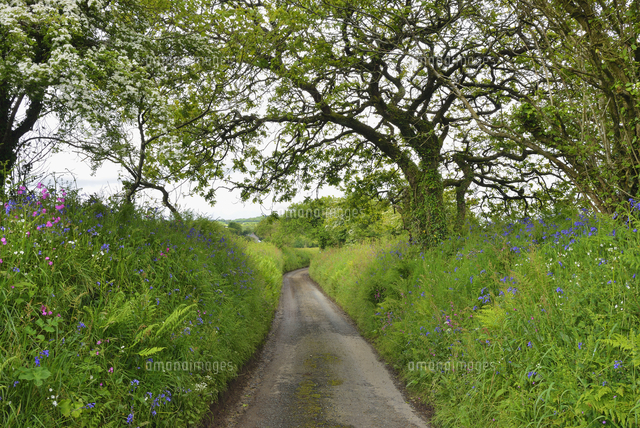 UK, Cornwall, hollow way[11094059758]の写真素材・イラスト素材｜アマナイメージズ