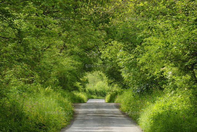 United Kingdom, England, Cornwall, Rural road through green[11094060594 ...