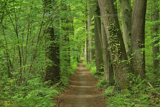 Footpath through forest in spring, Bavaria, Germany[11094061154]の写真素材 ...