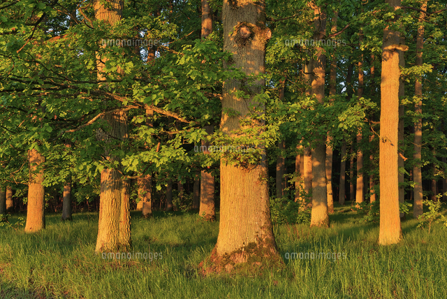 Early morning sun in forest on old oak trees, Bavaria, Germa ...