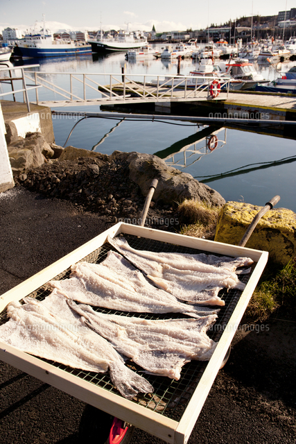 Fish drying on wheelbarrow at harbor[11100028614]の写真素材・イラスト素材｜アマナイメージズ