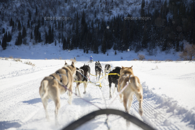 Rear view of sled dogs pulling sleigh on snowy landscape[11100050921]の ...