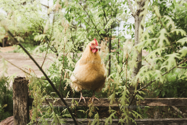 Hen On Wooden Fence Against Plants の写真素材 イラスト素材 アマナイメージズ