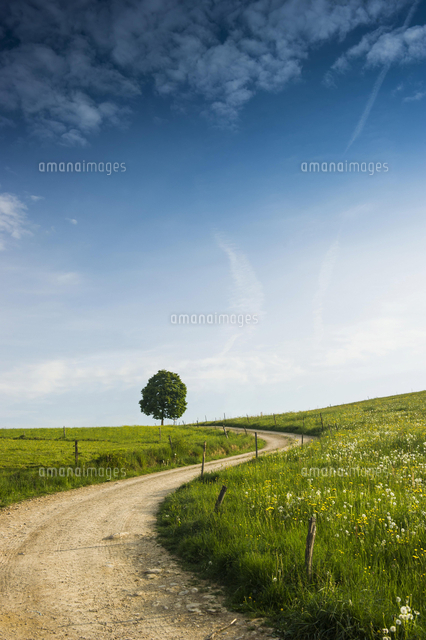 Meadow Road 牧草地の道