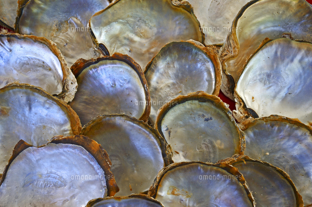Shells Of Pearl Oysters With Pearl On The Shell Inside の写真素材 イラスト素材 アマナイメージズ