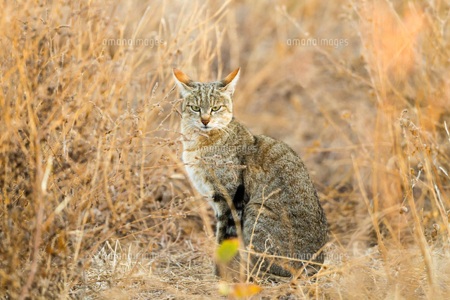 African Wildcat (Felis silvestris lybica), wildcat in Busch