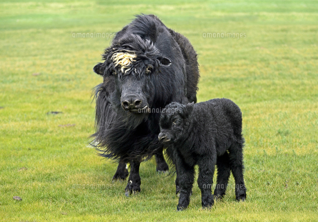 Black Yak Cow (Bos mutus) with Calf, Orchon Valley, Khangai 