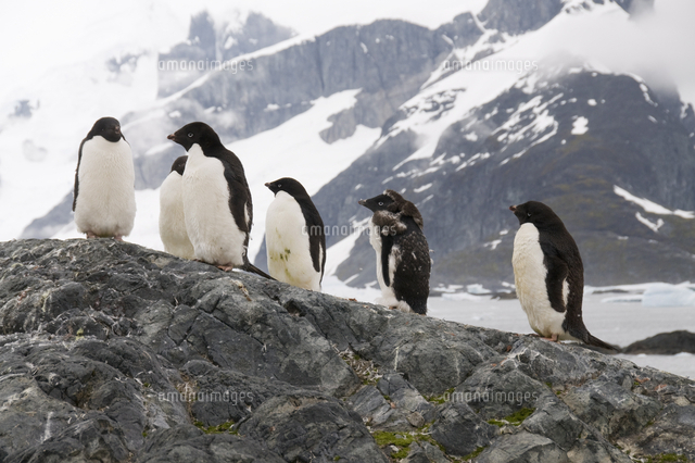 Adelie Penguins Moulting Yalour Island Antarctic Peninsula Antarctica の写真素材 イラスト素材 アマナイメージズ