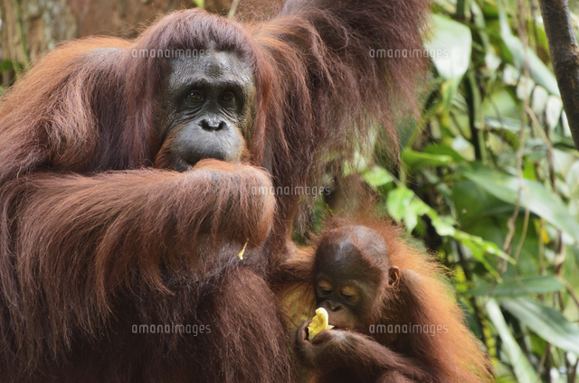 ボルネオ島 野生動物 写真集「Borneo's Wildlife」 A Visual Celebration of Borneo's Wildlife (9780794607876) - Tuttle