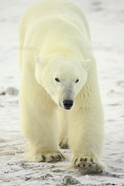 Polar Bear Thalarctos Maritimus Churchill Manitoba の写真素材 イラスト素材 アマナイメージズ