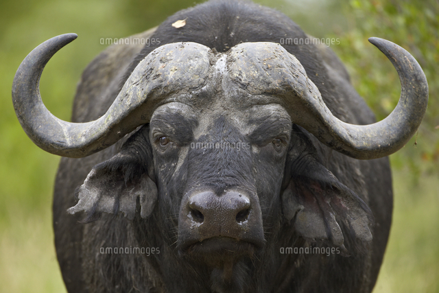 Cape Buffalo African Buffalo Syncerus Caffer Kruger National Park の写真素材 イラスト素材 アマナイメージズ Cape Buffalo African Buffalo Syncerus Caffer Kruger National Park の写真素材 イラスト素材 アマナイメージズ
