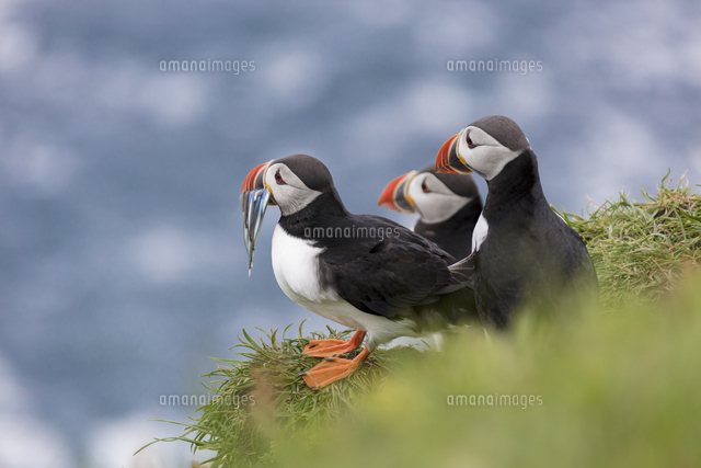 Atlantic puffins with fish in the beak, Mykines Island, Faroe