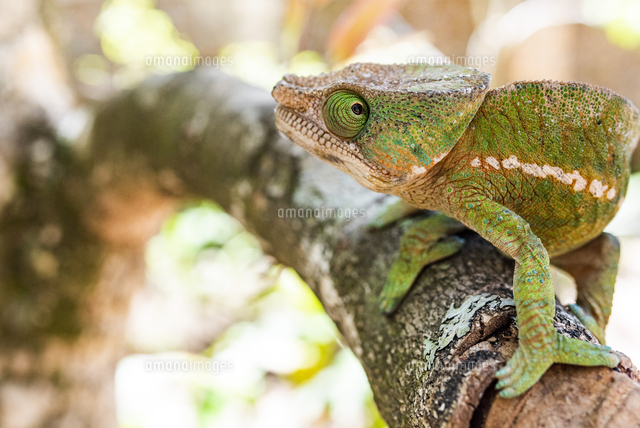 Chameleons of Africa アフリカ カメレオン 大図鑑 洋書