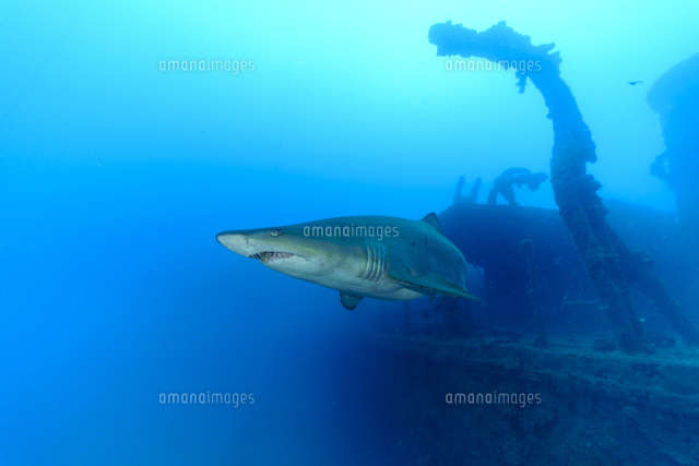 沈没船 駆潜艇の周りを泳ぐシロワニ 小笠原 の写真素材 イラスト素材 アマナイメージズ
