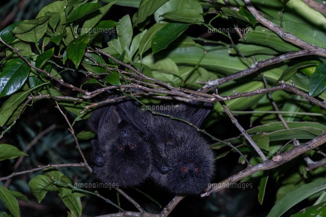 小笠原 オガサワラオオコウモリ[11109000270]の写真・イラスト素材