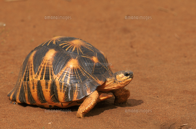 ホウシャガメ の写真素材 イラスト素材 アマナイメージズ
