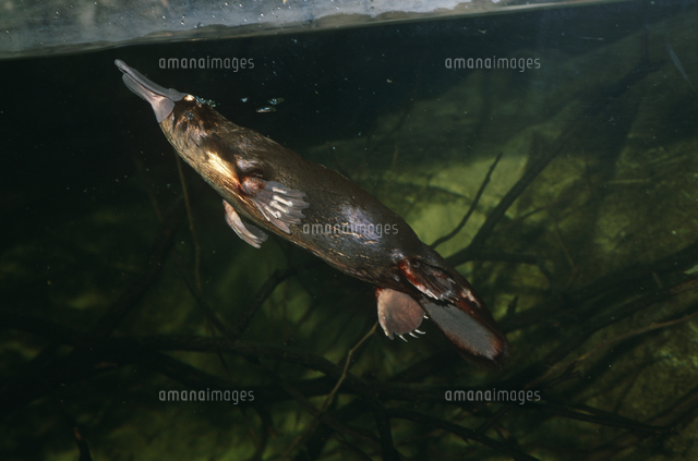 カモノハシ[11110000018]の写真・イラスト素材｜アマナイメージズ