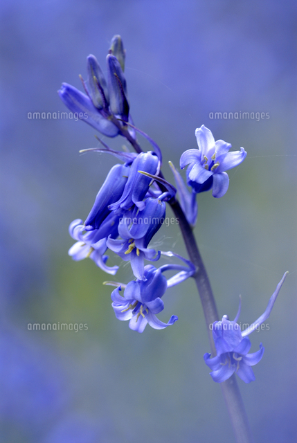 イングリッシュ ブルーベル の写真素材 イラスト素材 アマナイメージズ