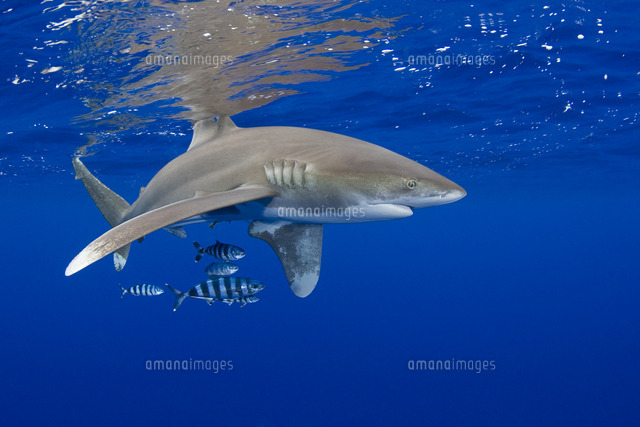 ヨゴレ,ブリモドキ[11110000123]の写真・イラスト素材｜アマナイメージズ