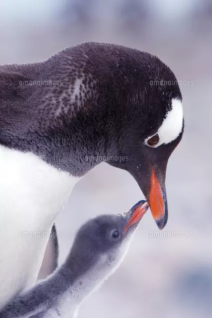 ジェンツーペンギン｣南極 ・ Bing日替わり壁紙 ・ 無料ダウンロード