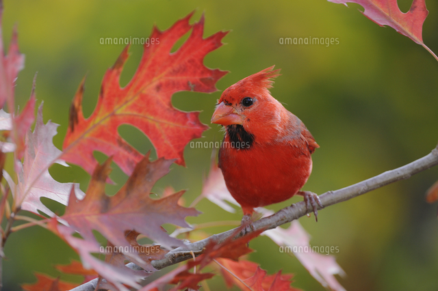 二羽のショウジョウコウカンチョウ ヴィンテージ ステンドグラス 鳥 レア 動物 ショウジョウコウカンチョウ,テキサスレッドオーク[11110000253]の写真