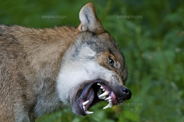 タイリクオオカミ の写真素材 イラスト素材 アマナイメージズ