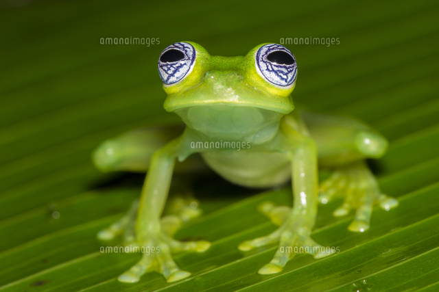 アマガエルモドキのなかま の写真素材 イラスト素材 アマナイメージズ